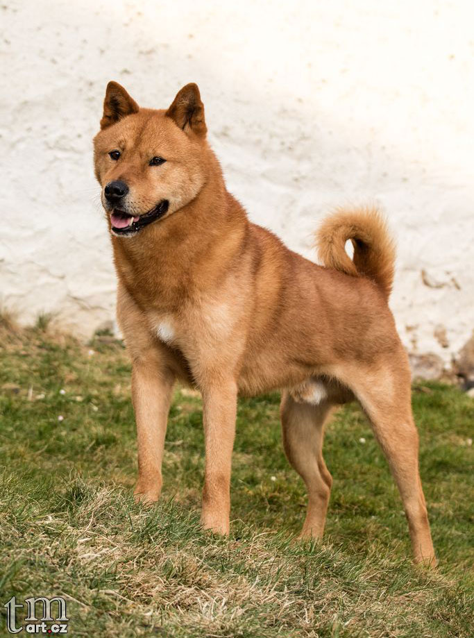 Korea Jindo Dog